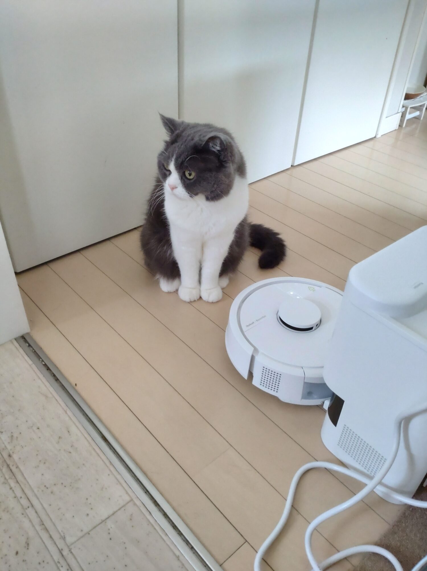 猫がいる家庭でフローリングを清掃するルンバ Mini